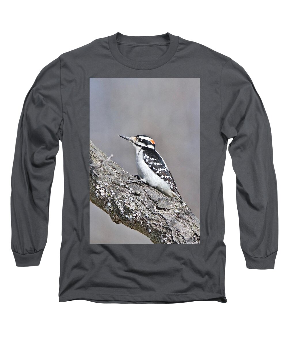 Downey Woodpecker Long Sleeve T-Shirt featuring the photograph A Male Downey Woodpecker 1120 by Michael Peychich