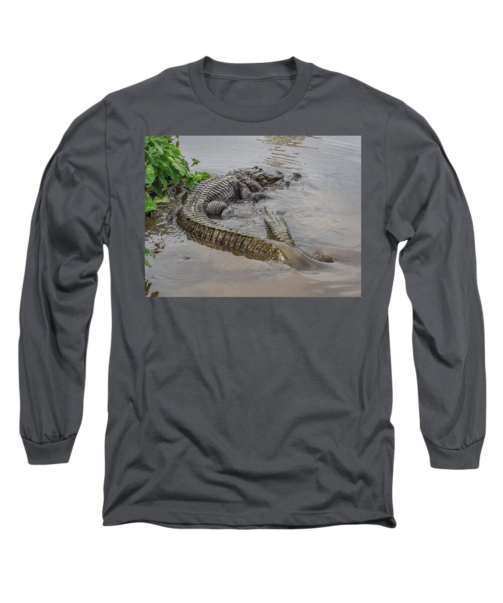 Alligator Long Sleeve T-Shirt featuring the photograph Alligators Courting by Steve Zimic