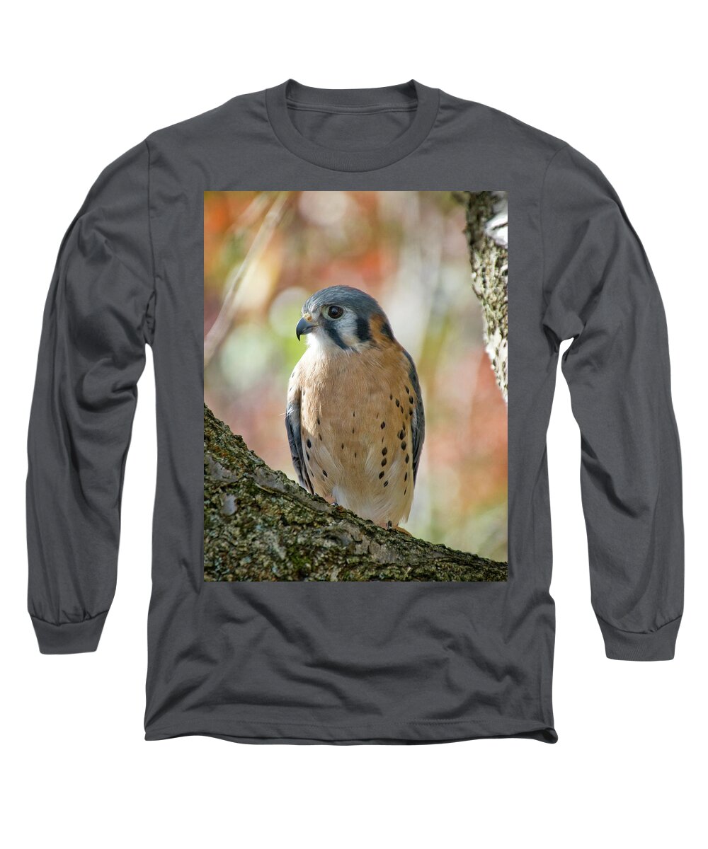 Bird Long Sleeve T-Shirt featuring the photograph American Kestral by Karen Smale