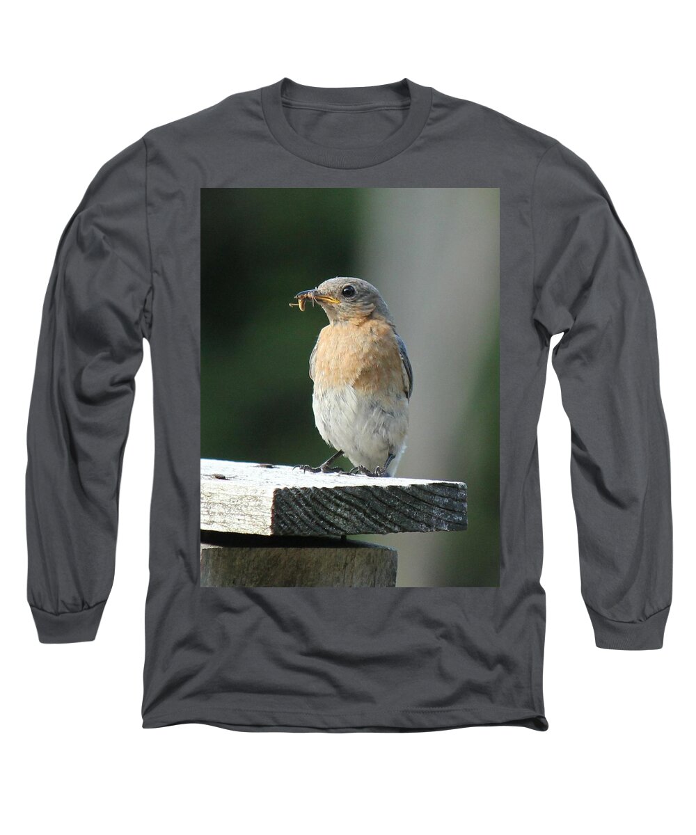 Robin Long Sleeve T-Shirt featuring the photograph American Robin by Charles and Melisa Morrison
