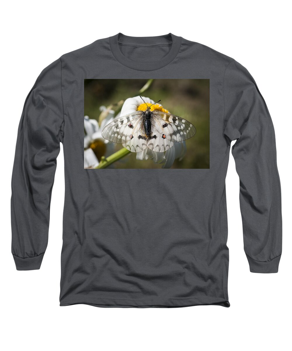Apollo Butterfly Long Sleeve T-Shirt featuring the photograph Apollo Butterfly by Robert Potts