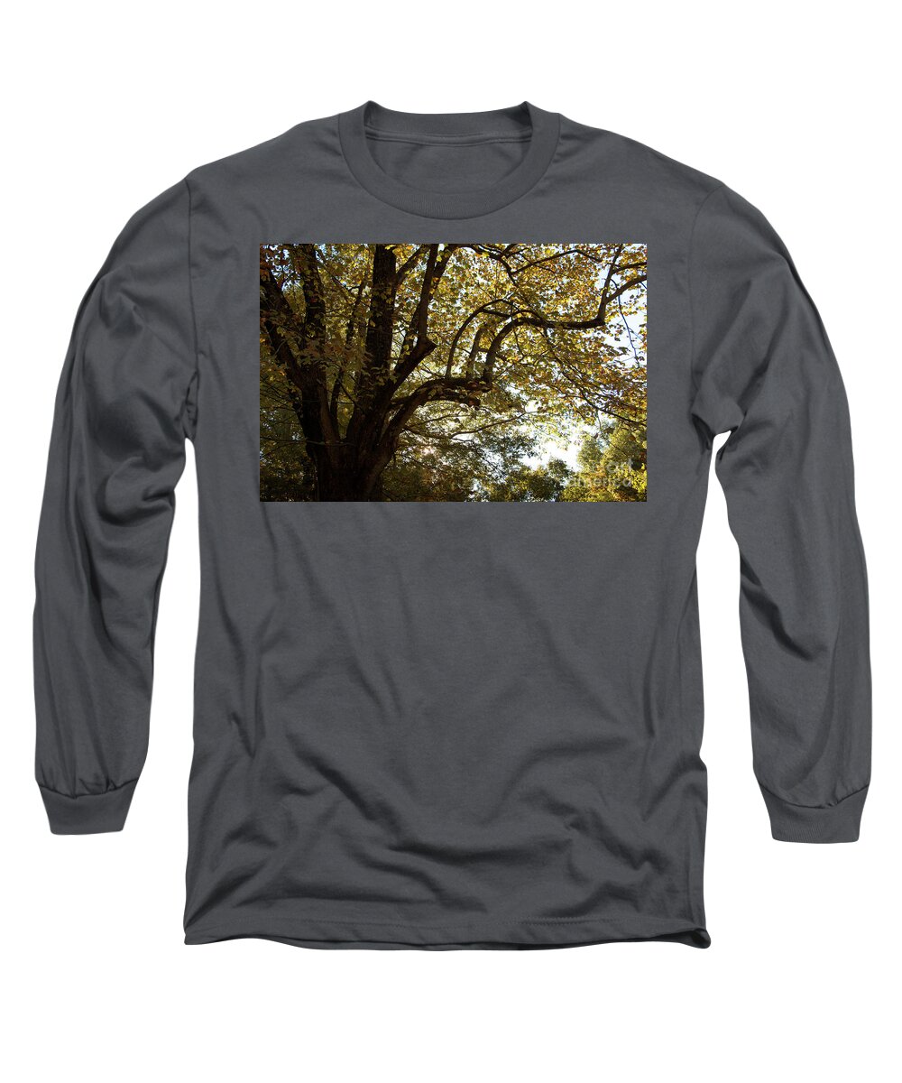 Autumn Long Sleeve T-Shirt featuring the photograph Autumn Branches by Rebecca Davis