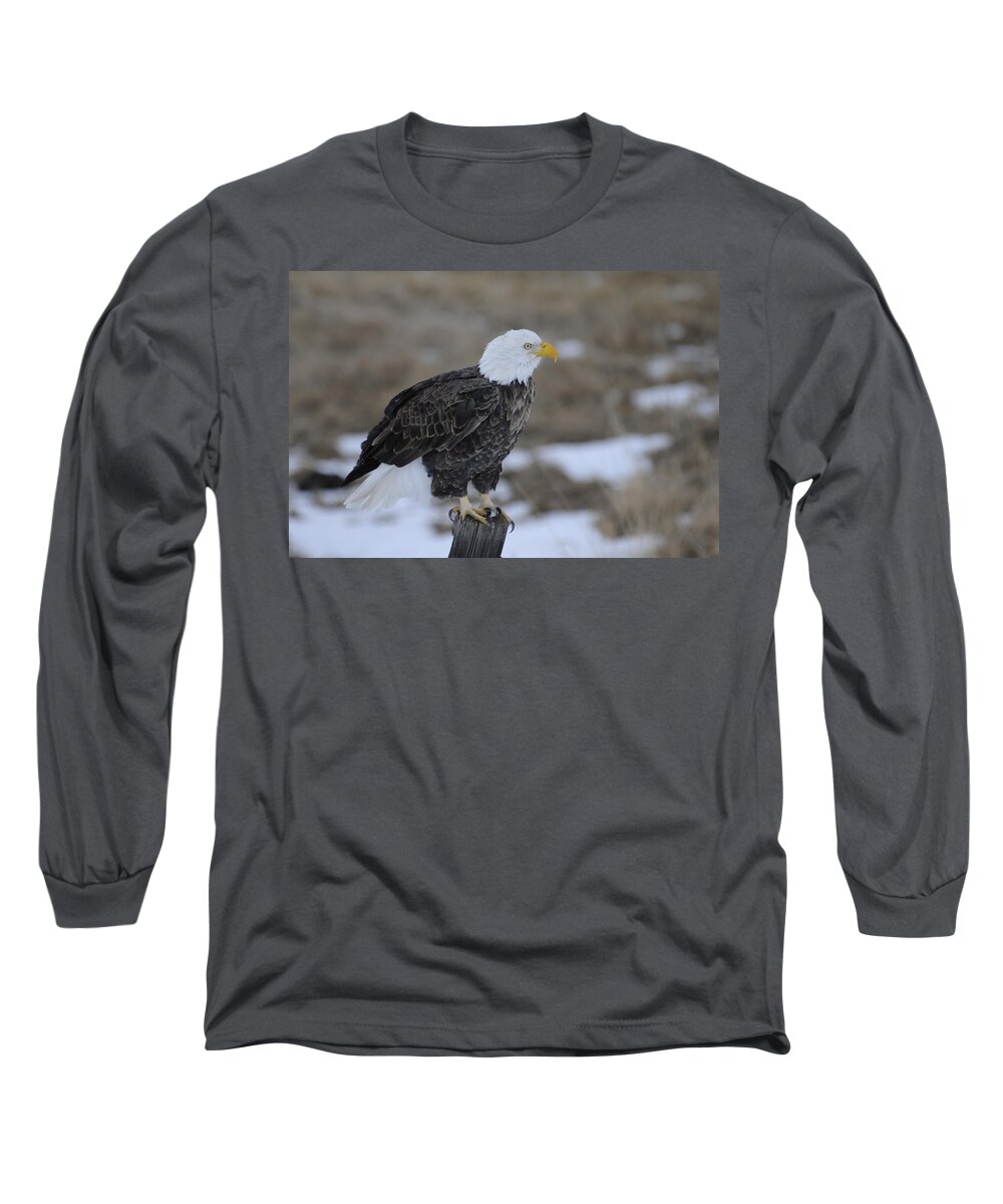 Bald Eagle Long Sleeve T-Shirt featuring the photograph Bald Eagle by Gary Beeler