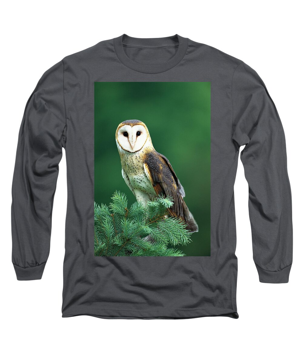 Mp Long Sleeve T-Shirt featuring the photograph Barn Owl Tyto Alba Portrait, Hudson by Tom Vezo