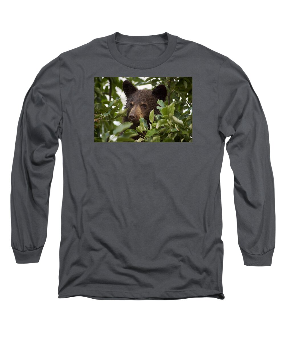 Black Bear Long Sleeve T-Shirt featuring the photograph Bear Cub in Apple Tree6 by Loni Collins