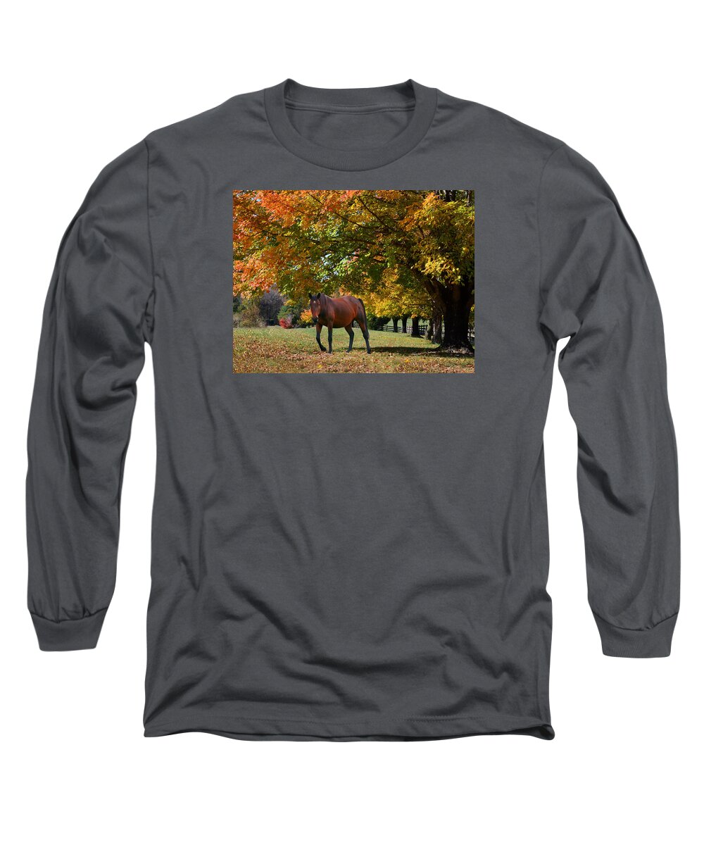 Bay Horse Long Sleeve T-Shirt featuring the photograph Beautiful Bay Horse in Fall by Sandi OReilly