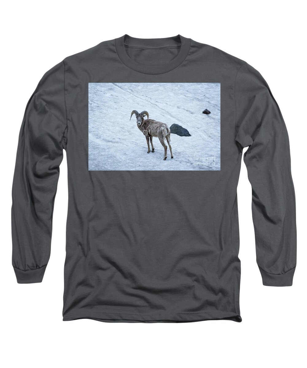Snow Long Sleeve T-Shirt featuring the photograph Big Horn Sheep by Brandon Bonafede