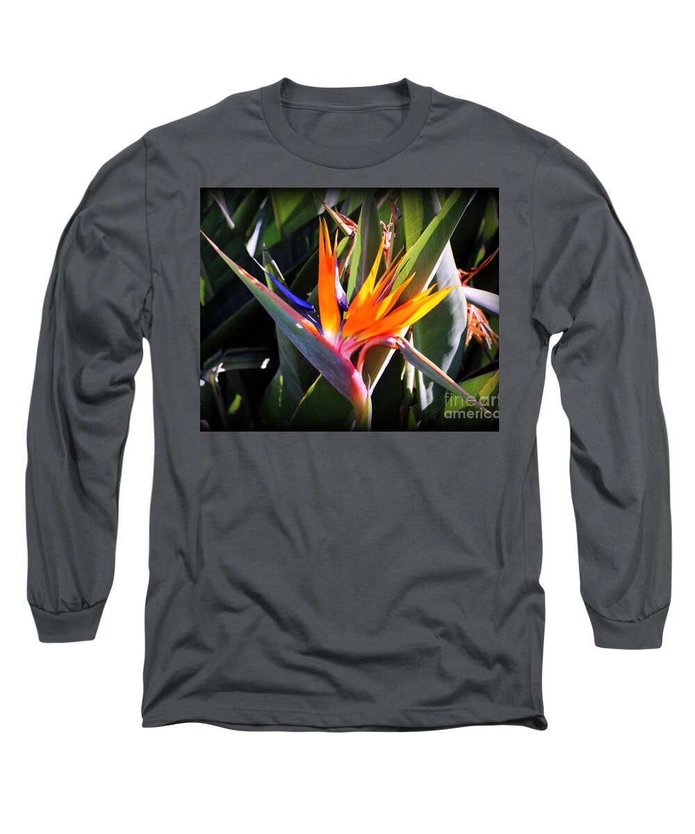 Flower Long Sleeve T-Shirt featuring the photograph Bird of Paradise by Diann Fisher