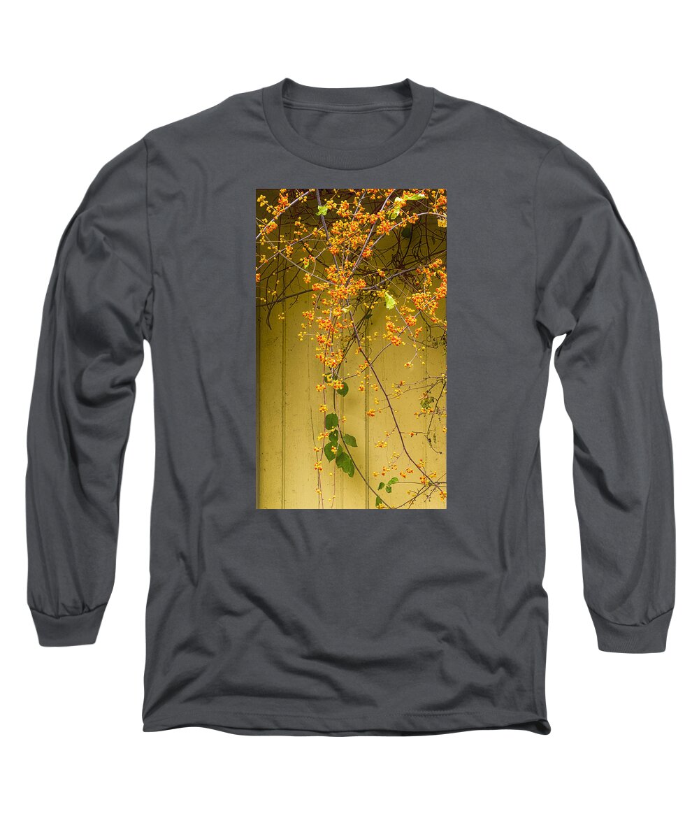Cone Flowers Long Sleeve T-Shirt featuring the photograph Bittersweet Vine by Tom Singleton