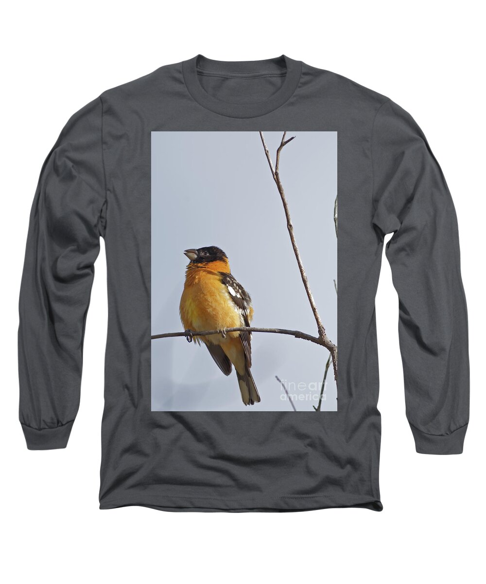 Grosbeak Long Sleeve T-Shirt featuring the photograph Black Headed Grosbeak by Natural Focal Point Photography