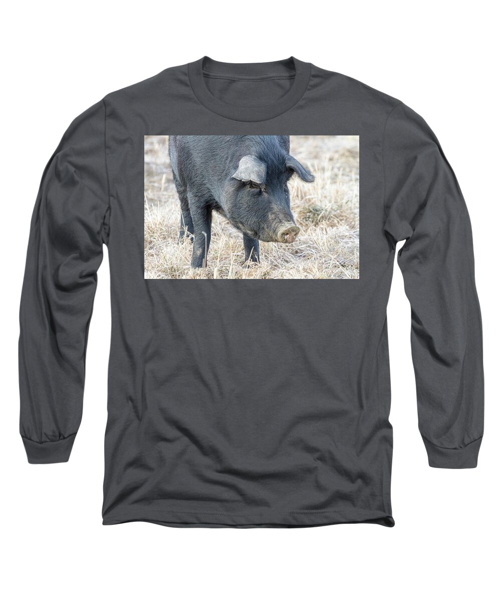 Pig Long Sleeve T-Shirt featuring the photograph Black Pig Close-Up by James BO Insogna