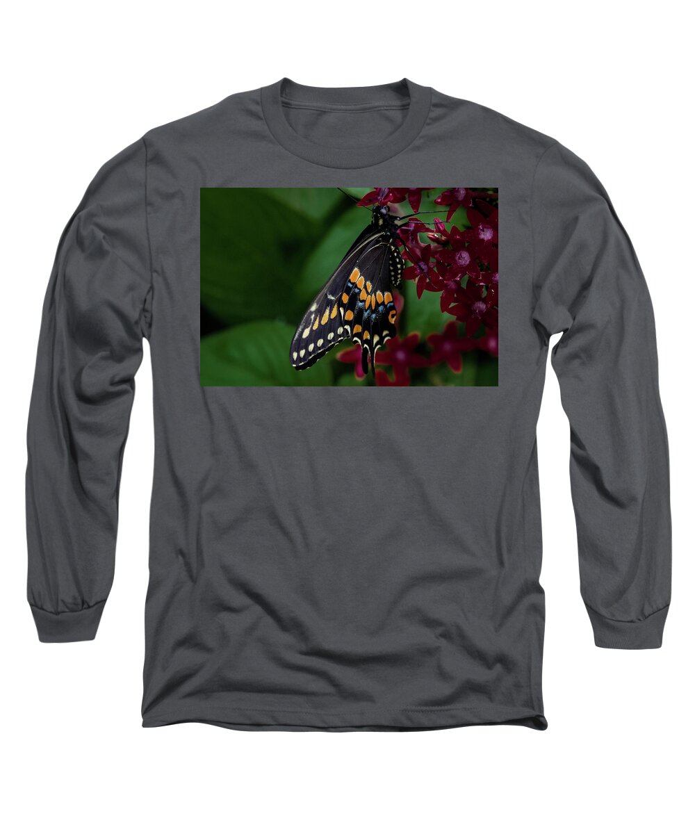 Black Swallowtail Butterfly Long Sleeve T-Shirt featuring the photograph Black Swallowtail Butterfly by Jay Stockhaus