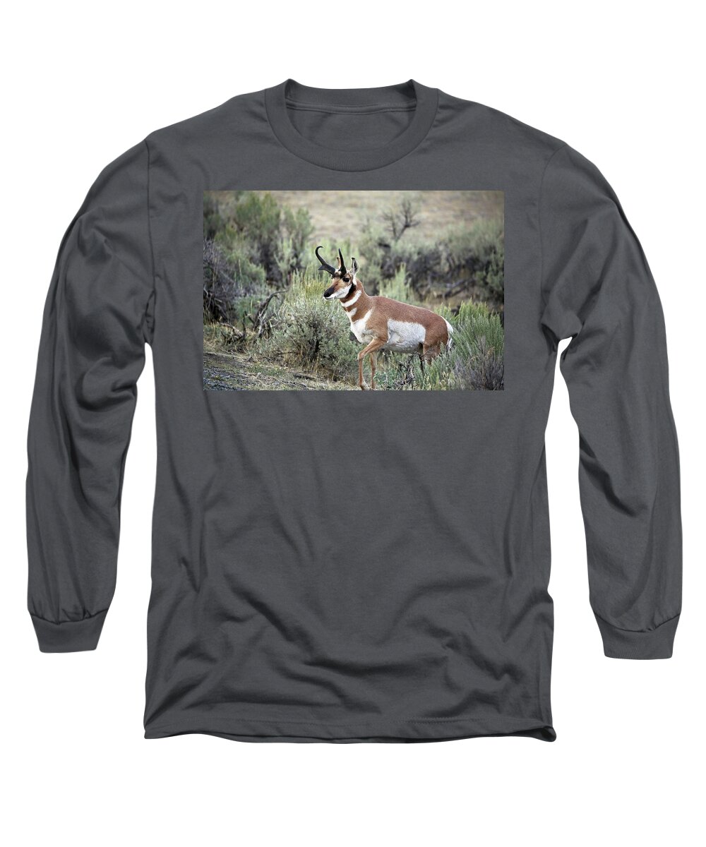 Pronghorn Antelope Long Sleeve T-Shirt featuring the photograph Pronghorn Buck by Jean Clark