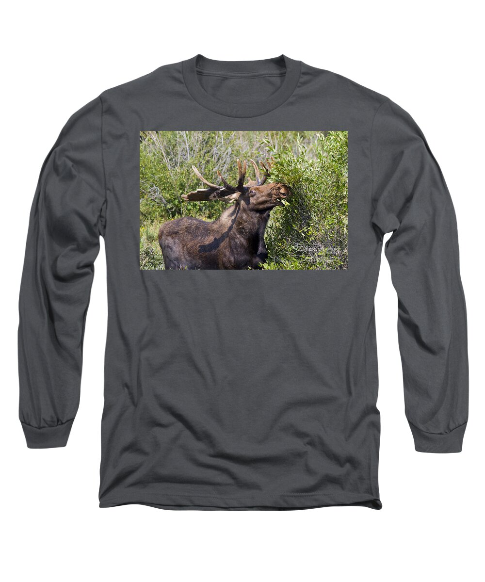 Animal Long Sleeve T-Shirt featuring the photograph Bull Moose by Teresa Zieba