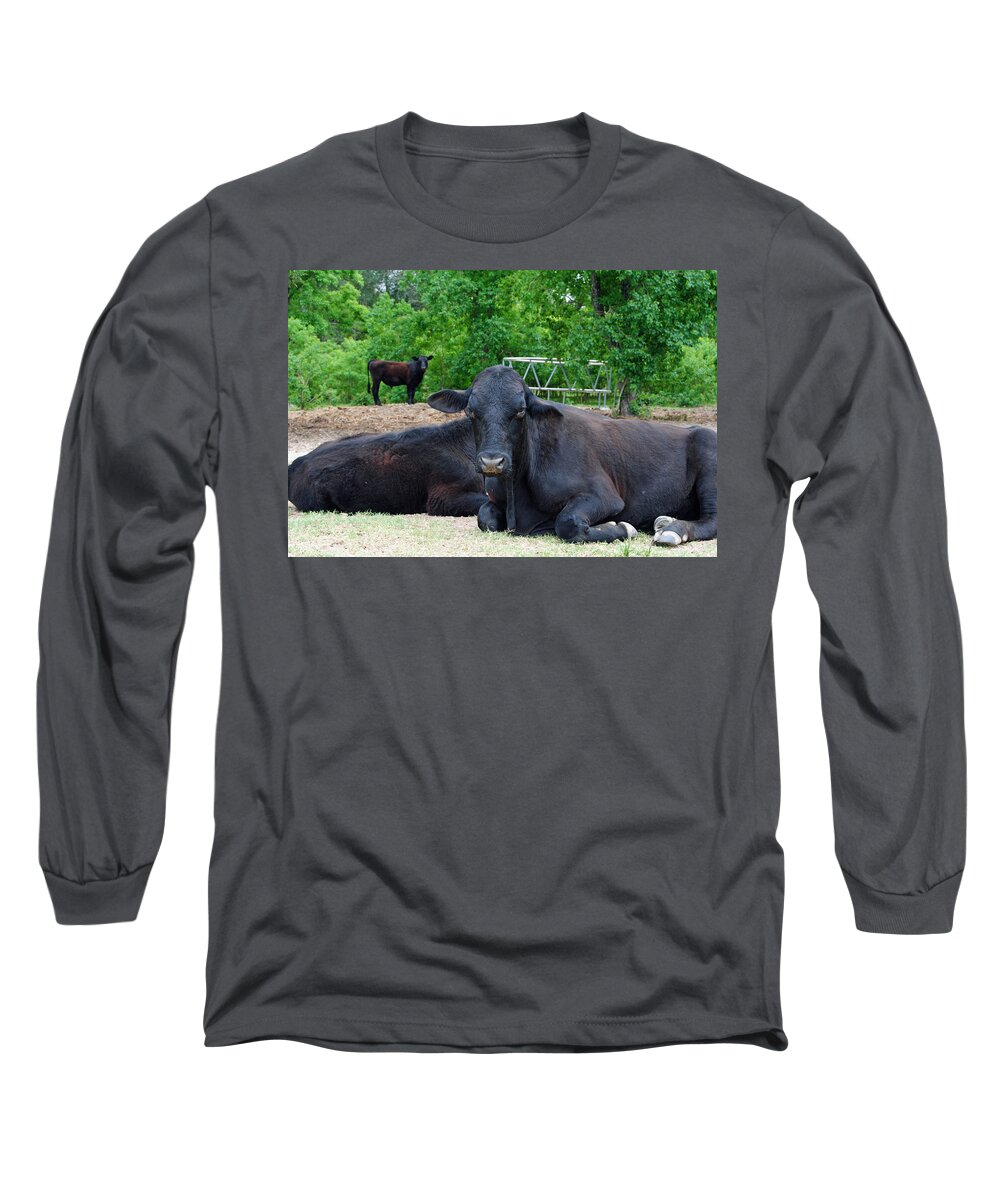 Cow Long Sleeve T-Shirt featuring the photograph Bull Relaxing by Nathan Little