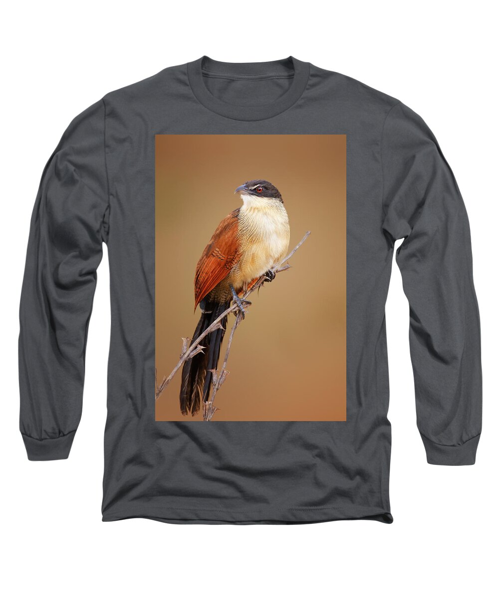 Bird Long Sleeve T-Shirt featuring the photograph Burchell's coucal - Rainbird by Johan Swanepoel