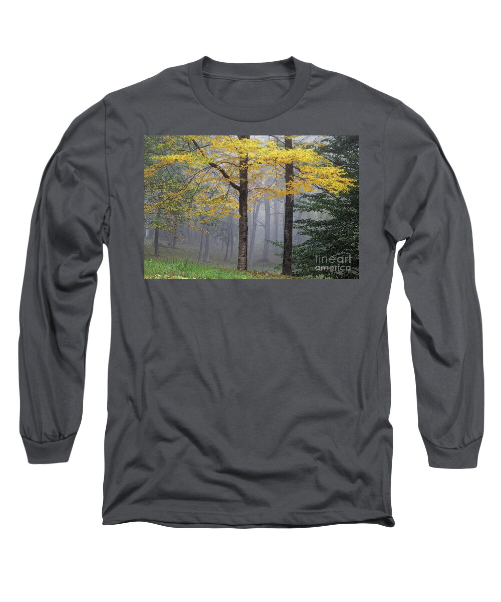 Birch Long Sleeve T-Shirt featuring the photograph Yellow birch tree in fog by Kevin Shields