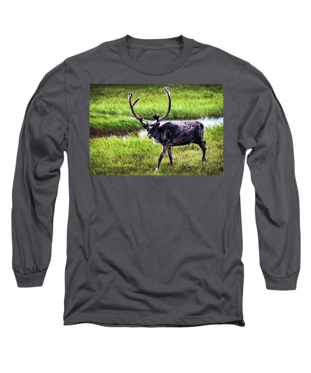 Caribou Long Sleeve T-Shirt featuring the photograph Caribou by Anthony Jones