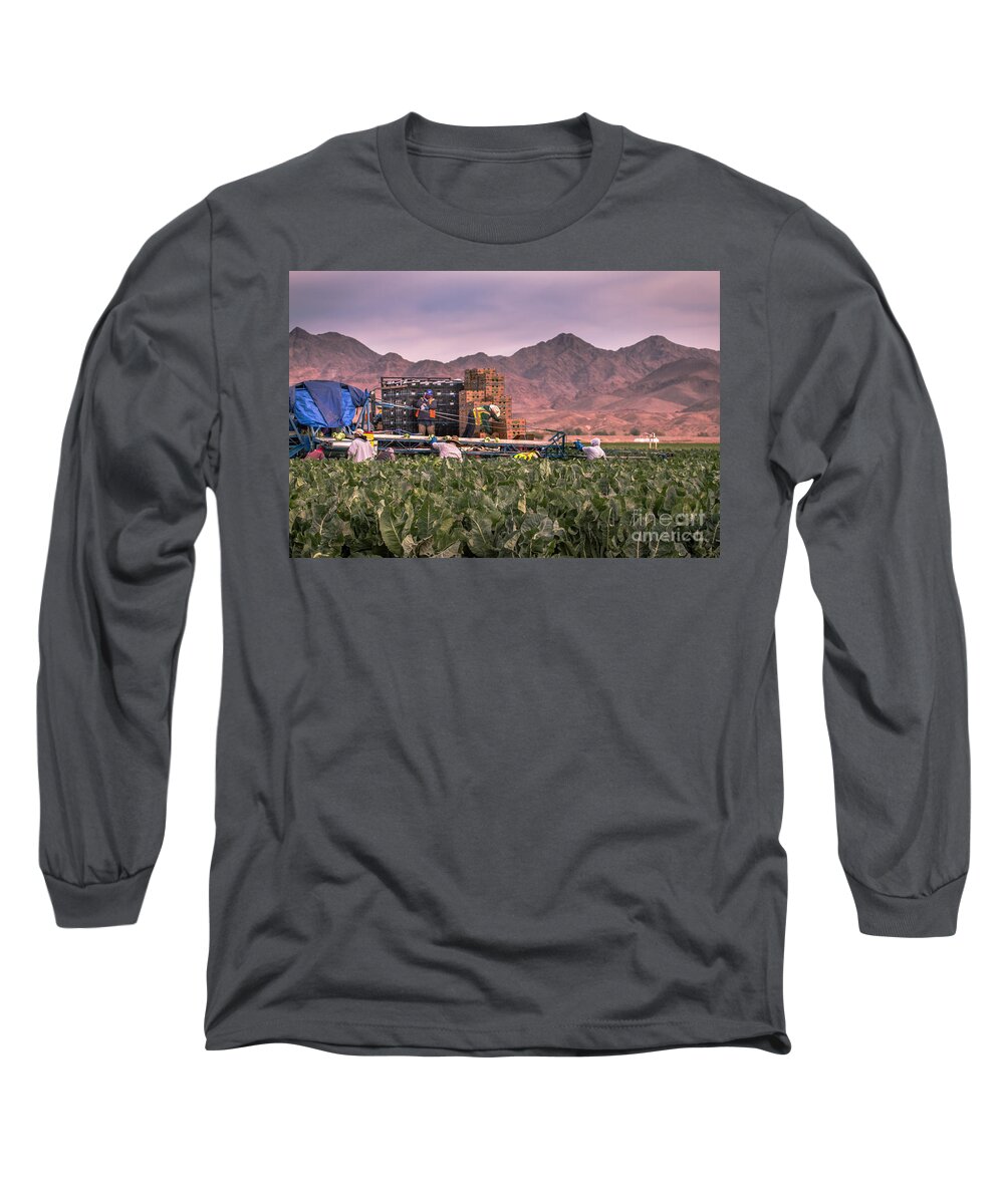 Cauliflower Long Sleeve T-Shirt featuring the photograph Cauliflower Harvest by Robert Bales