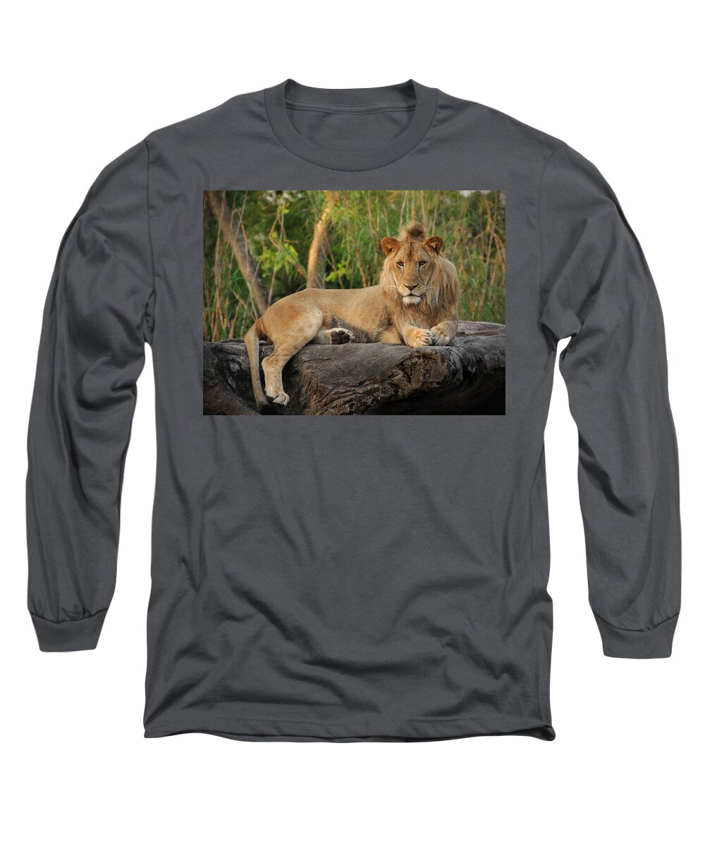 Lion Long Sleeve T-Shirt featuring the photograph Classic Young Male by Steven Sparks