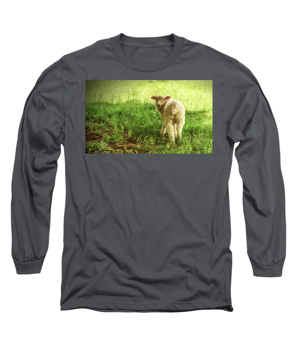 Cotswold Long Sleeve T-Shirt featuring the photograph Cotswold Sheep by Jim Cook
