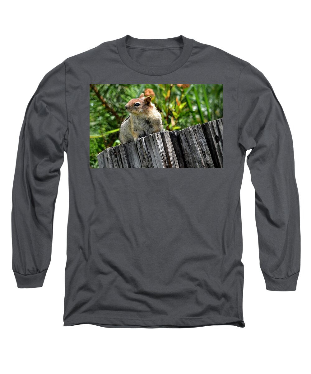 Animal Long Sleeve T-Shirt featuring the photograph Curious Chipmunk by AJ Schibig