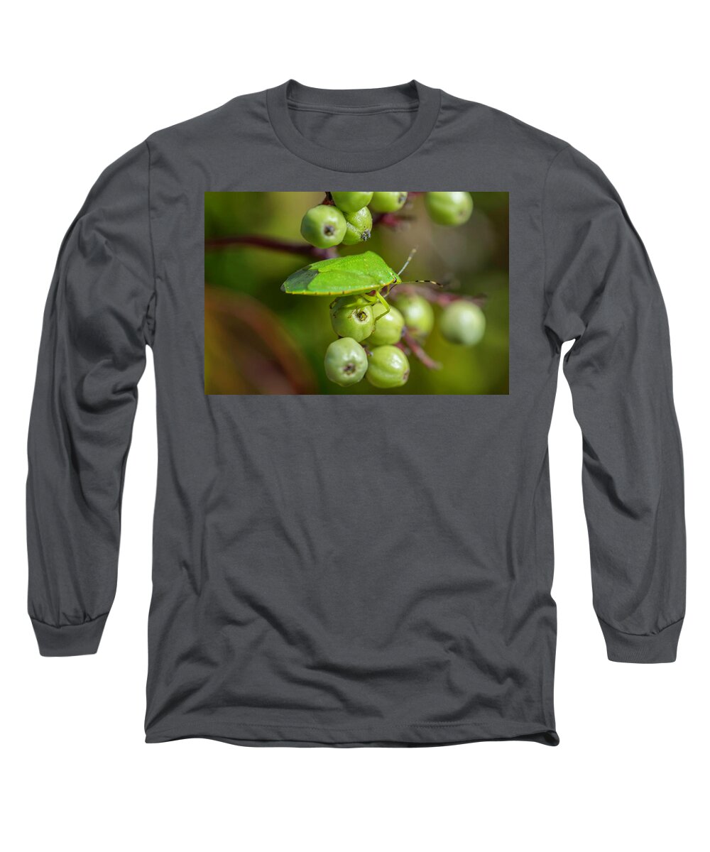 Insects Long Sleeve T-Shirt featuring the photograph Do I Bug You? Not Berry Much by Ron Dubreuil