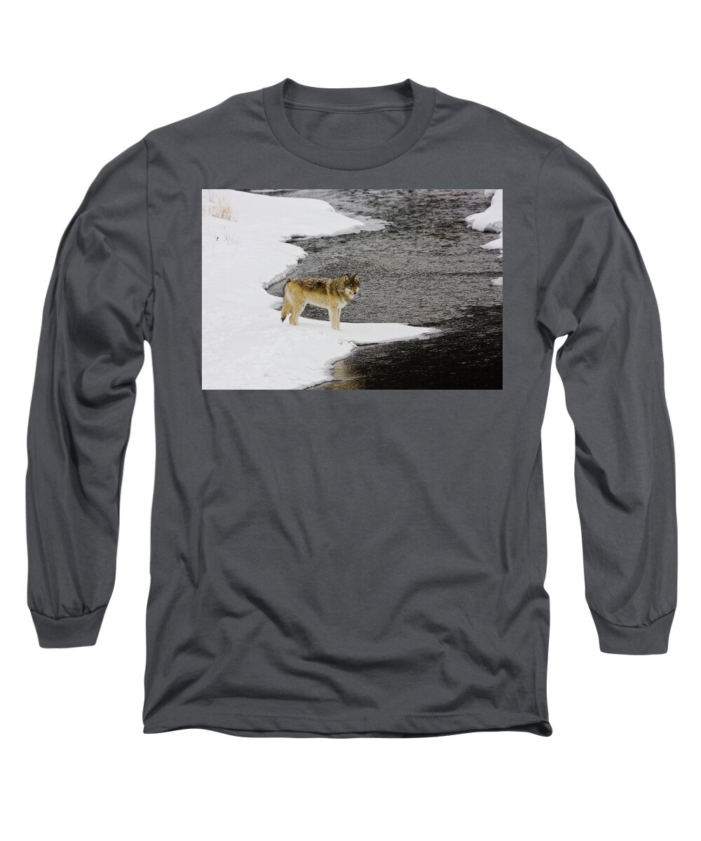 Wolf Long Sleeve T-Shirt featuring the photograph Druid by Soda Butte Creek by Mark Miller