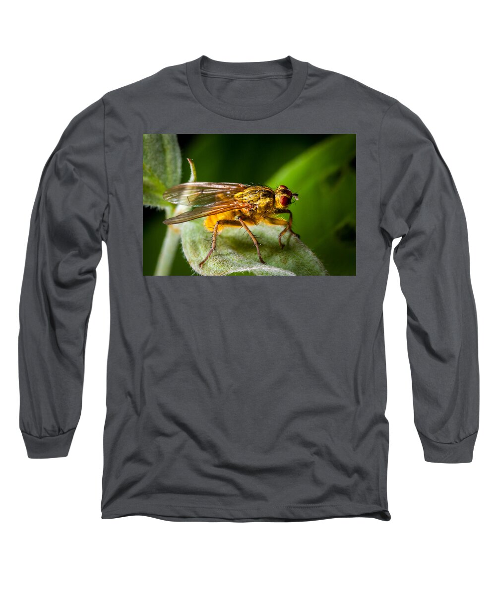 Insect Long Sleeve T-Shirt featuring the photograph Dung Fly on Leaf by Jeff Phillippi