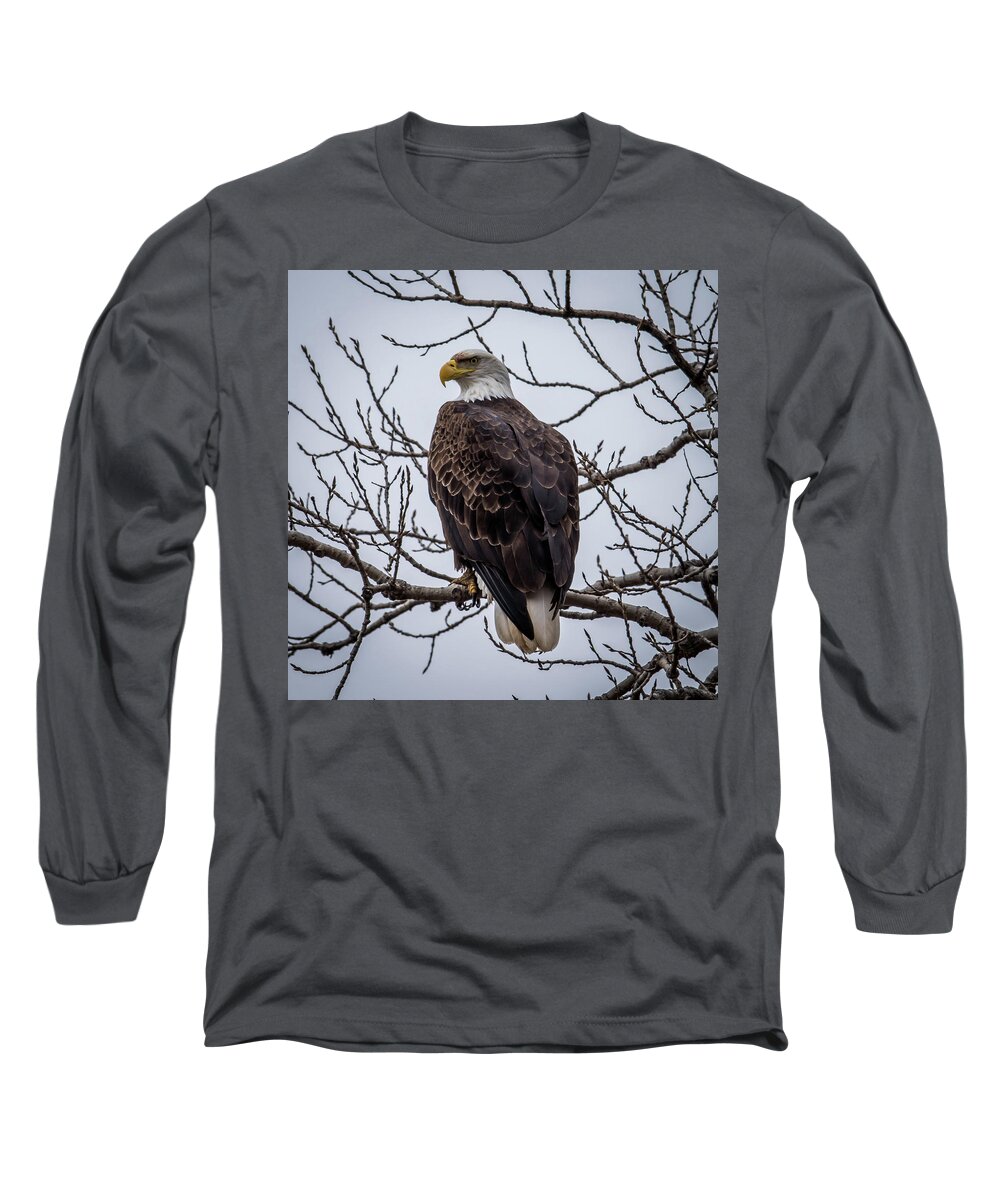 Bald Eagle Long Sleeve T-Shirt featuring the photograph Eagle Perched by Paul Freidlund