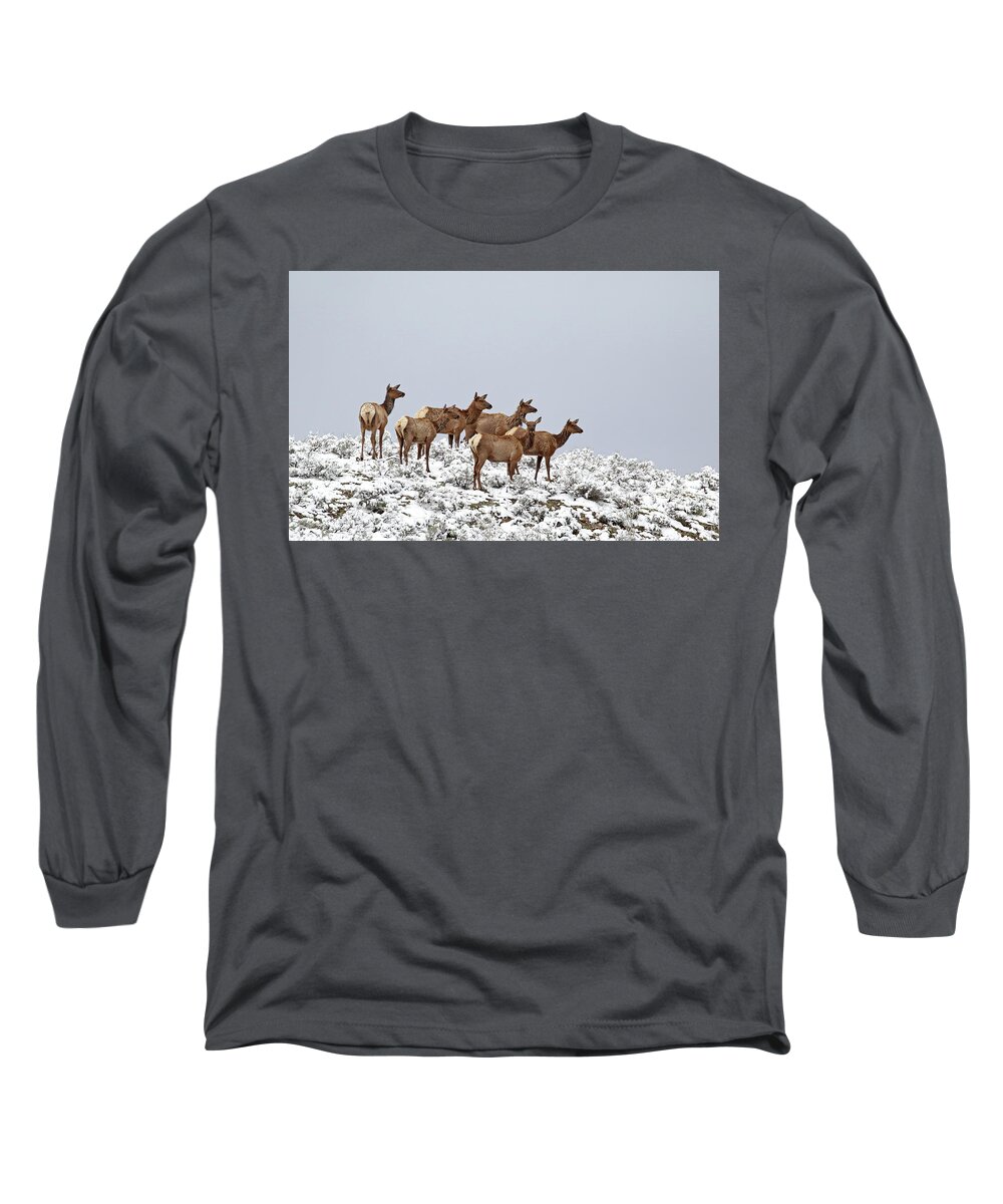 Elk Long Sleeve T-Shirt featuring the photograph Elk Cows on the Alert in the Tetons by Jean Clark