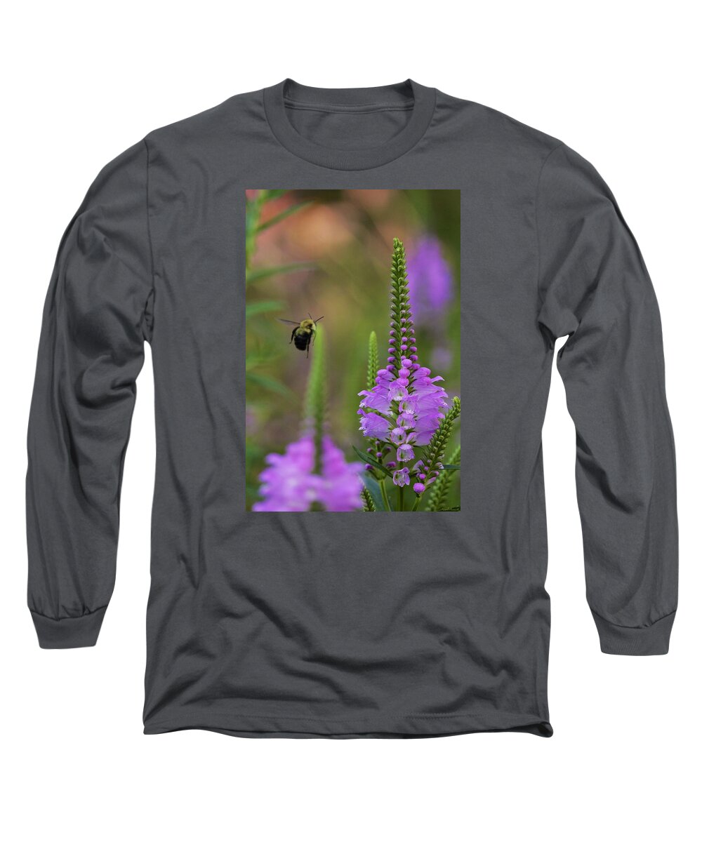 Bombus Long Sleeve T-Shirt featuring the photograph False dragonhead and bumblebee in flight by Todd Bannor