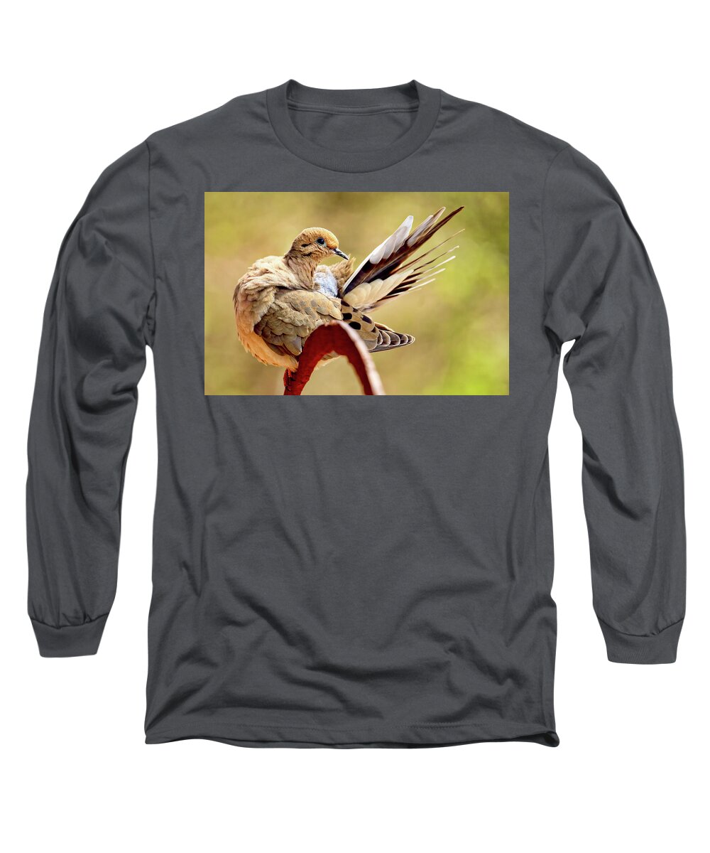 Recent Long Sleeve T-Shirt featuring the photograph Female mourning dove preening by Geraldine Scull