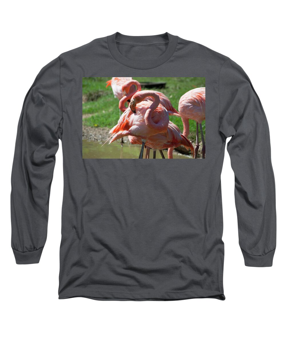 Bird Long Sleeve T-Shirt featuring the photograph Flamingos by Julia McHugh