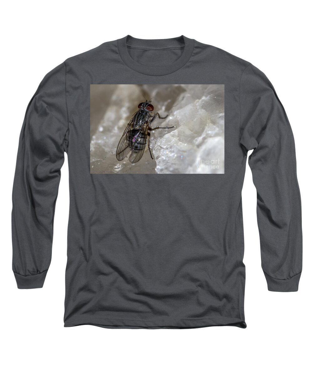 Campus Long Sleeve T-Shirt featuring the photograph Fly on Quartz by Shawn Jeffries