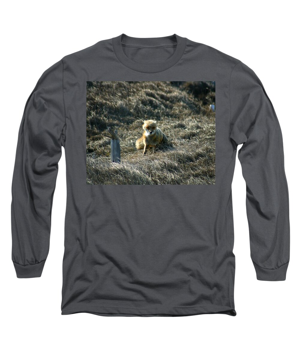 Red Fox Long Sleeve T-Shirt featuring the photograph Fox in the Wind by Anthony Jones