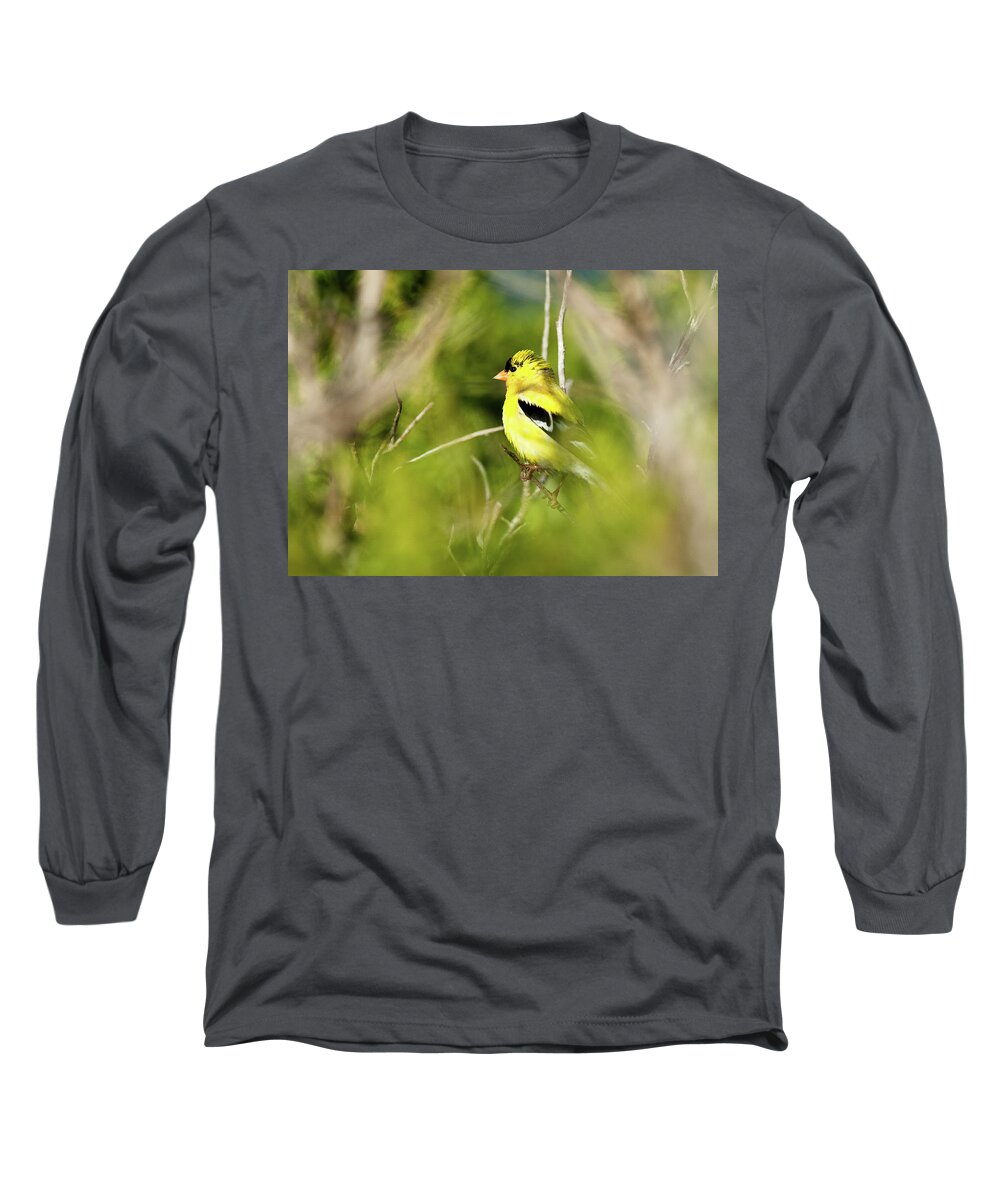 Birds Long Sleeve T-Shirt featuring the photograph Gold Finch by Greg Nyquist