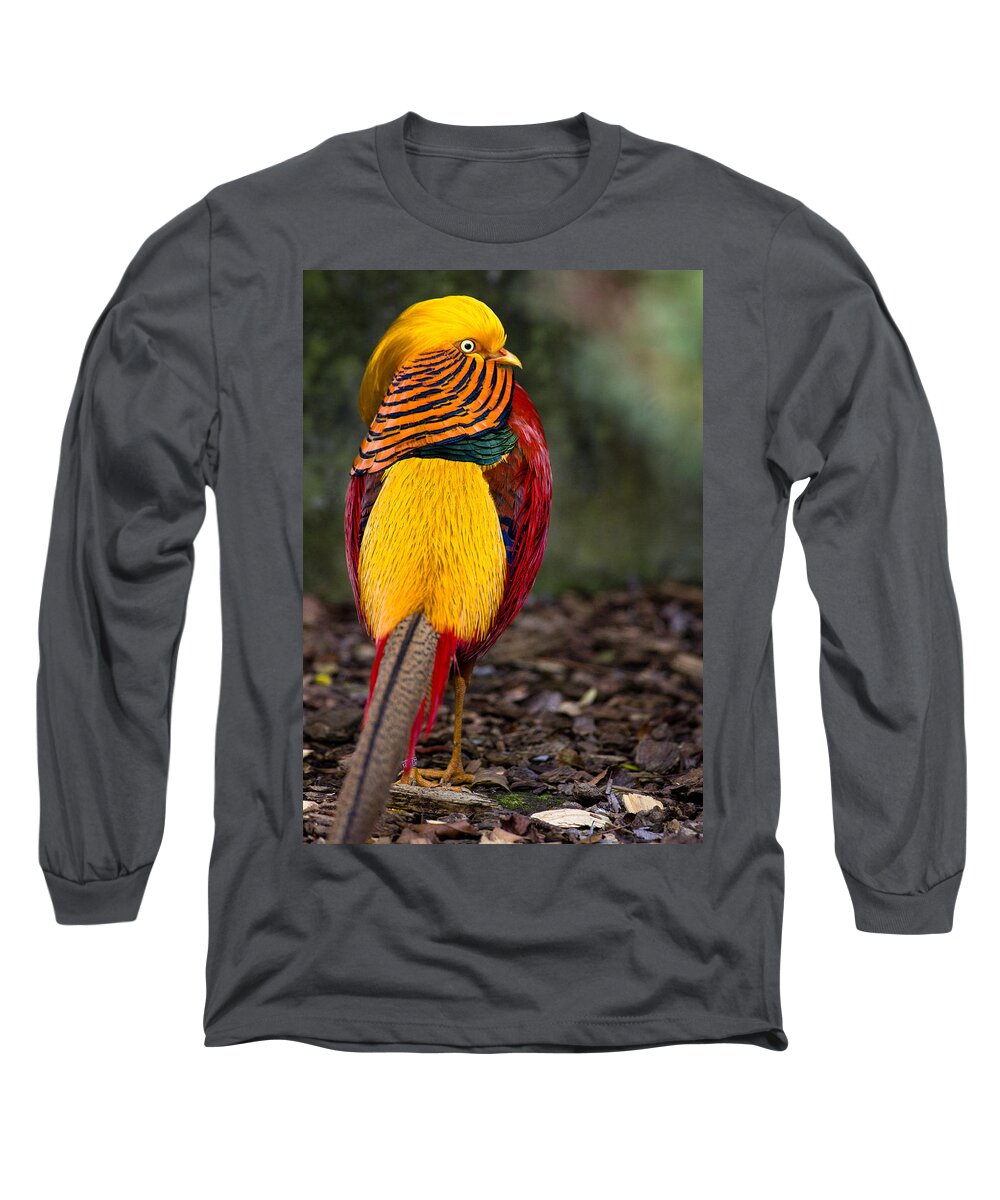 Golden Pheasant Long Sleeve T-Shirt featuring the photograph Golden Pheasant by Greg Nyquist