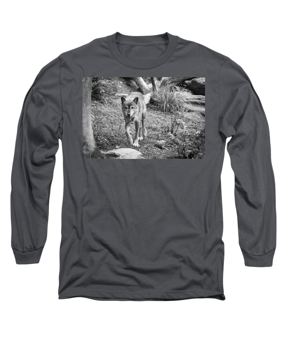 Canis Lupus Long Sleeve T-Shirt featuring the photograph Gray Wolf by SR Green