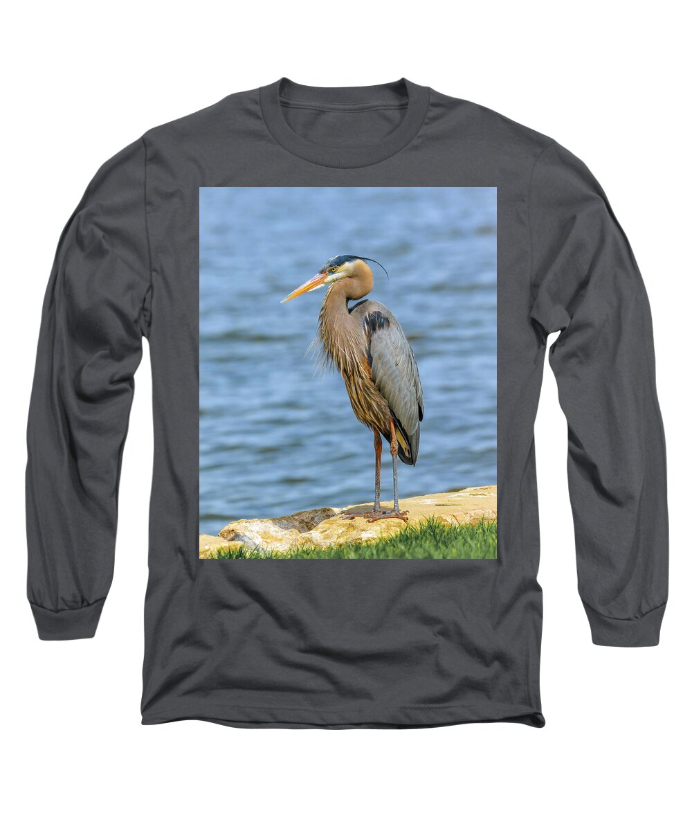 Ardea Herodias Long Sleeve T-Shirt featuring the photograph Great Blue Heron by Patrick Wolf