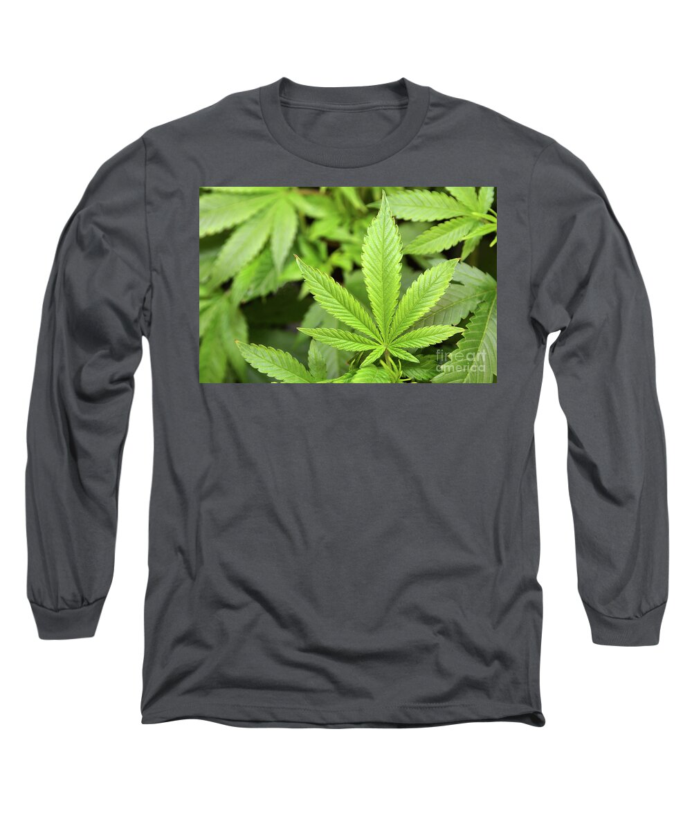 Marijuana Long Sleeve T-Shirt featuring the photograph Green Growing by Dan Holm