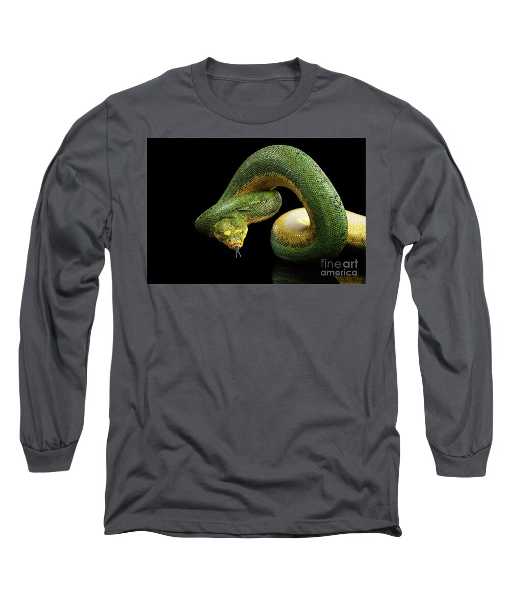 Snake Long Sleeve T-Shirt featuring the photograph Green Tree Python. Morelia viridis. Isolated black background by Sergey Taran