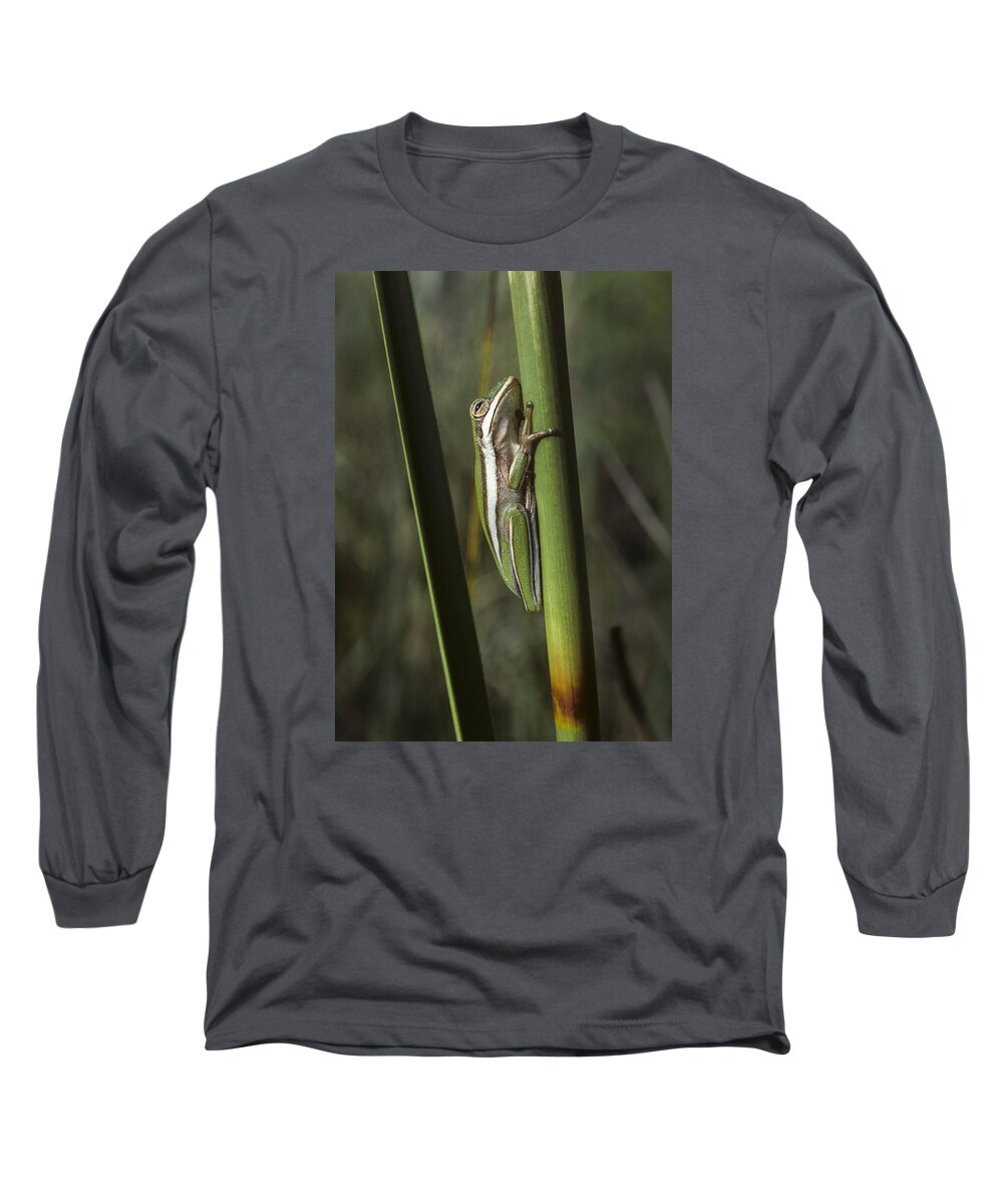 Frog Long Sleeve T-Shirt featuring the photograph Green Treefrog by Robert Potts