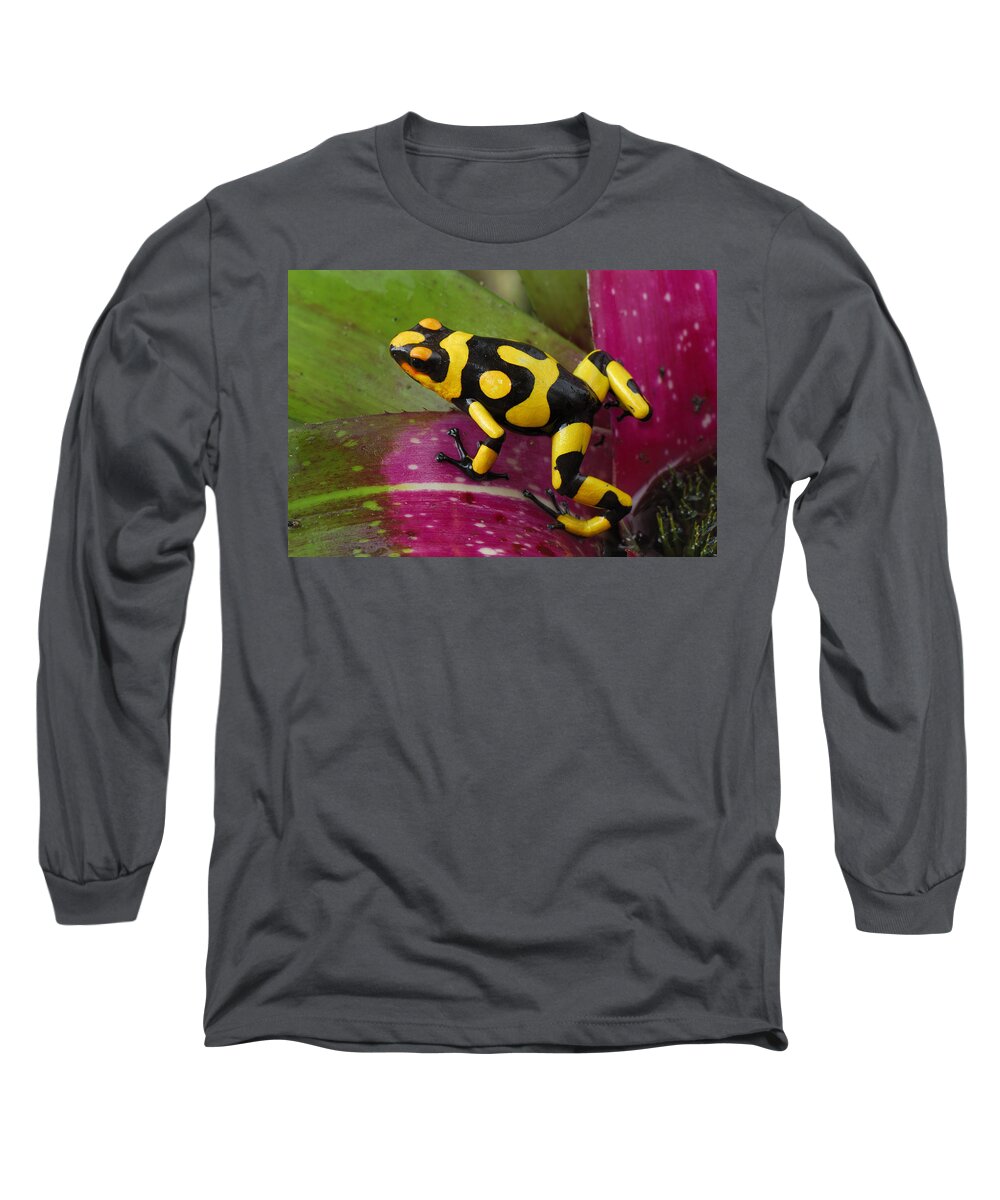 00785729 Long Sleeve T-Shirt featuring the photograph Harlequin Poison Dart Frog by Thomas Marent