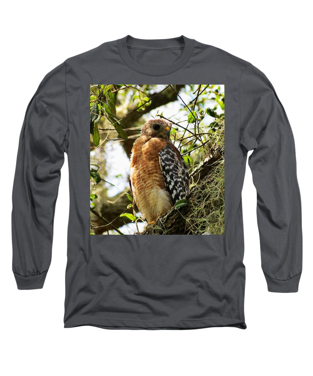 Birds Of Prey Long Sleeve T-Shirt featuring the photograph Hawk taking a rest on a tree in Lakeland Florida by Adrian De Leon Art and Photography
