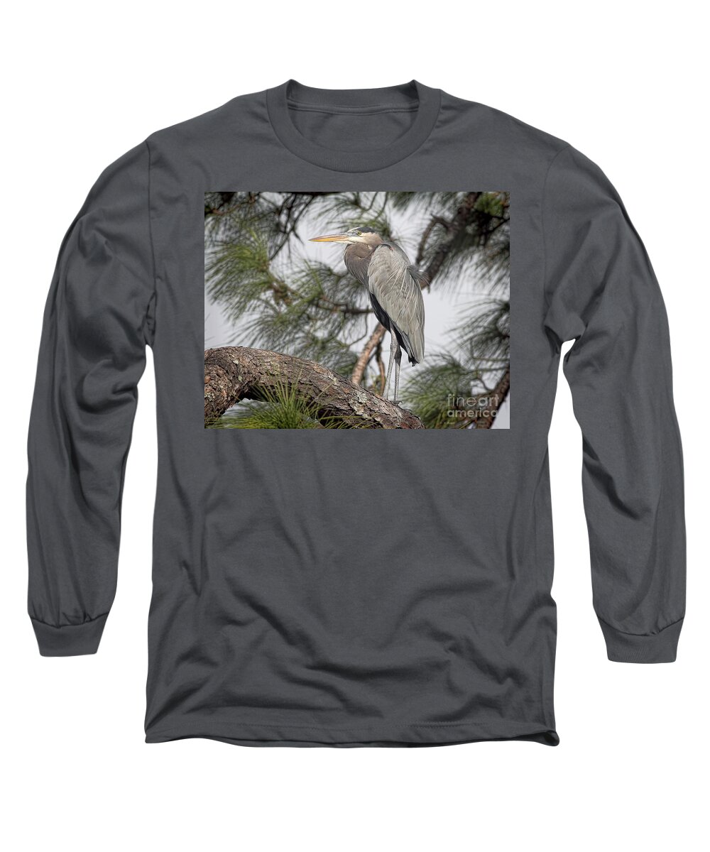 Blue Heron Long Sleeve T-Shirt featuring the photograph High In The Pine by Deborah Benoit