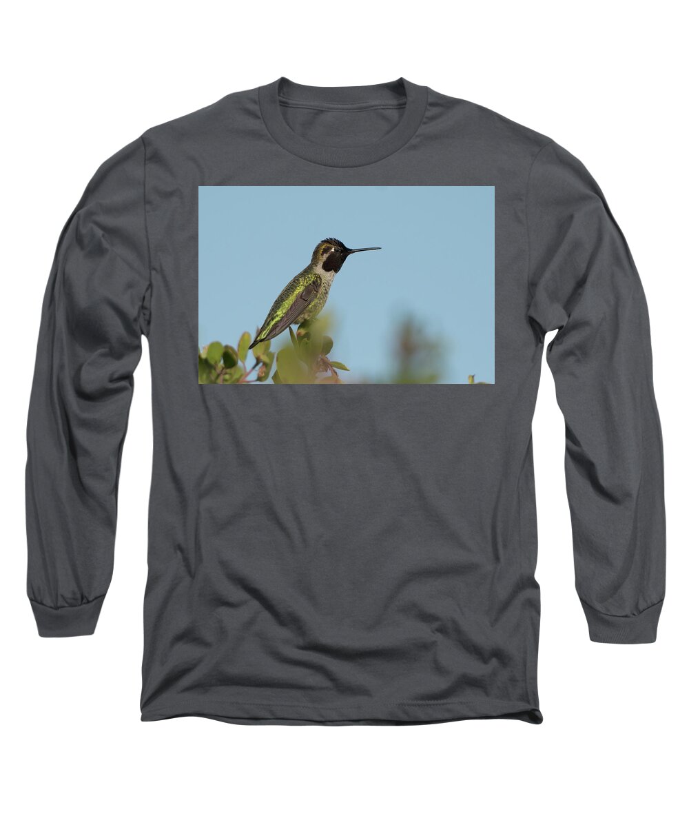 Bird Long Sleeve T-Shirt featuring the photograph Hummingbird on Watch by Paul Johnson