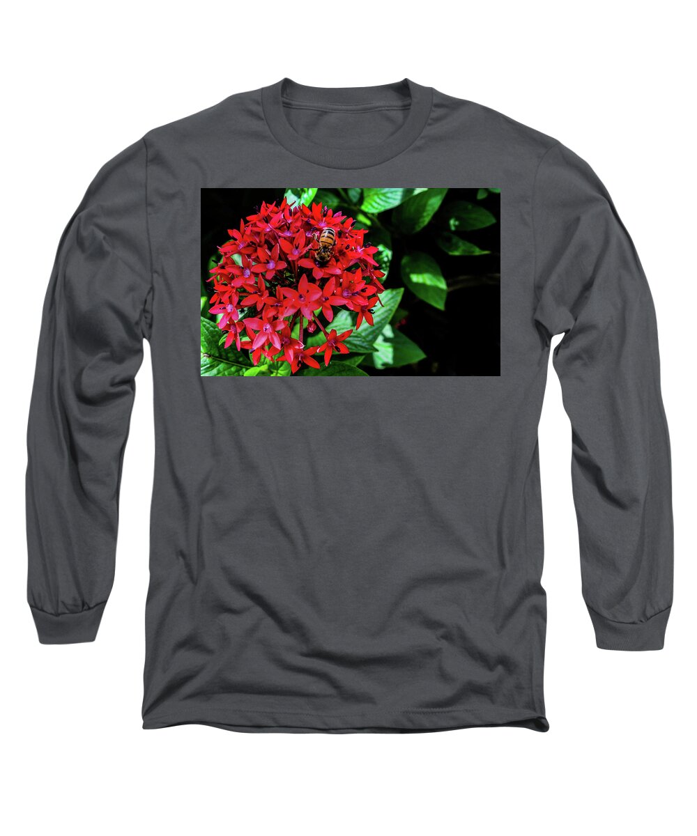 Bumblebee Long Sleeve T-Shirt featuring the photograph Hungry Bee by Bradley Dever
