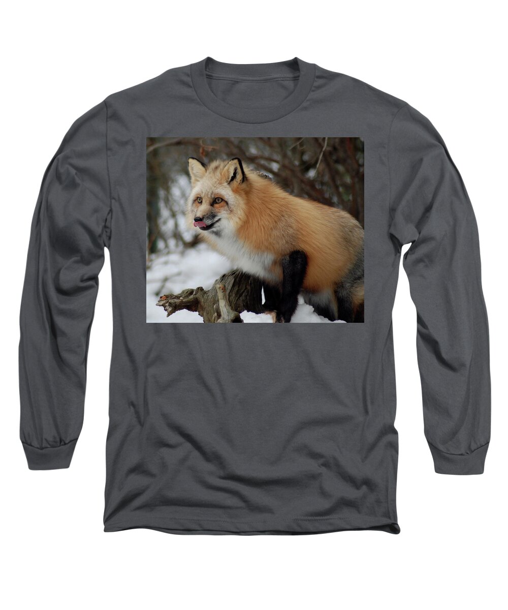 Fox Long Sleeve T-Shirt featuring the photograph Hungry Fox by Richard Bryce and Family
