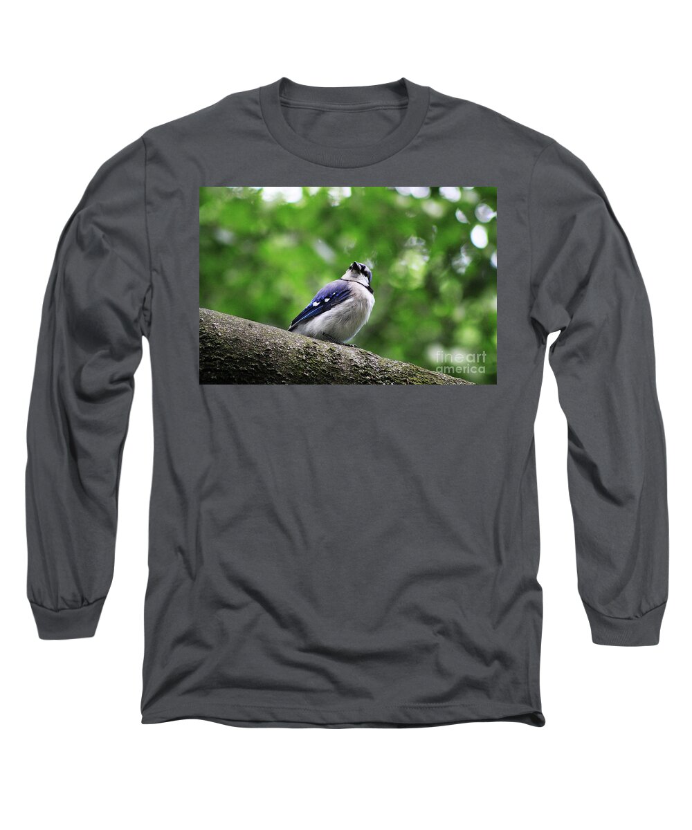 Bluejay Long Sleeve T-Shirt featuring the photograph I Hear Something by Alyce Taylor